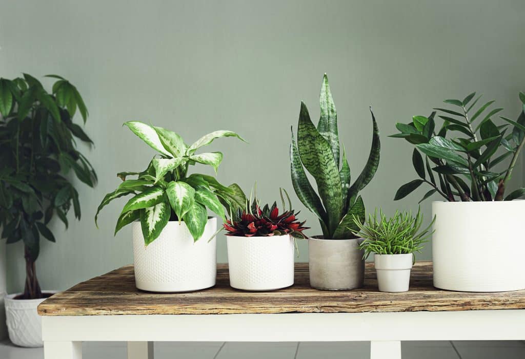 tendances décoration plantes 2023 Travéo